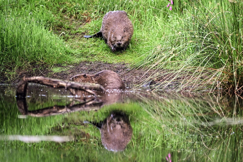 Beavers on a river bank, Doune, Perthshire, Scotland, UK
